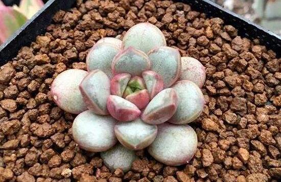 葡萄多肉怎么繁殖，盘点3种葡萄多肉的繁殖方法