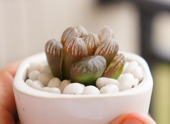 玉露叶子断了能叶插吗，4个步骤教会你怎样叶插多肉玉露