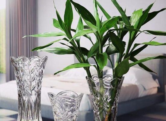 客厅摆什么植物最招财，盘点10种最旺财运的风水植物