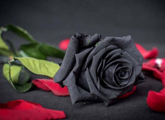 十二星座的死亡之花，盘点12种寓意死亡的绝美花朵