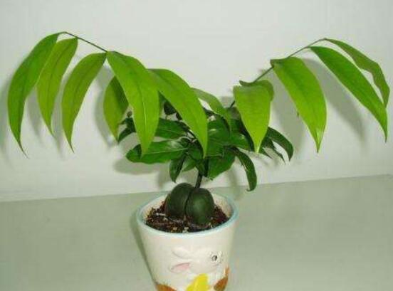 绿元宝叶子干枯怎么办，4个方法让绿元宝枝繁叶茂