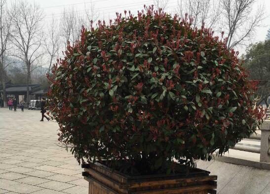 盆栽红叶石楠注意事项，盆土需适宜栽种时不可埋太深