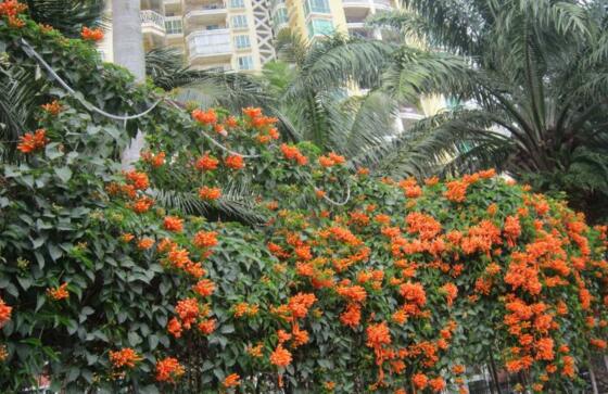 炮仗花有毒吗，不仅无毒还有药用价值