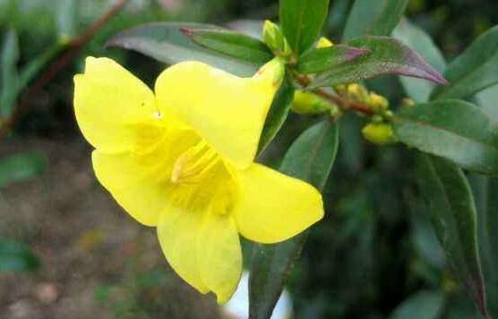 茉莉花的常见品种，宝珠/虎头/狮头/菊花/黄茉莉五大常见品种