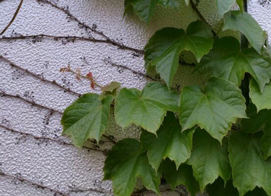 爬山虎种子怎么种，4个步骤养出满墙爬山虎