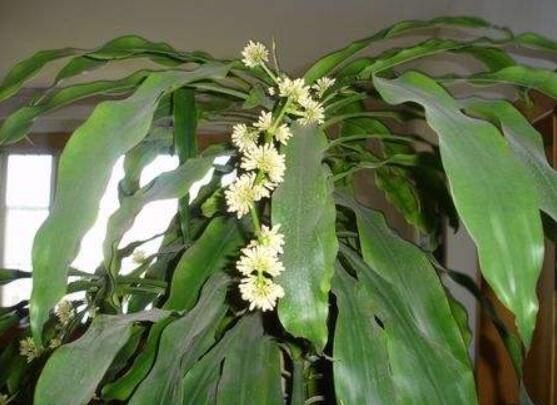 巴西木太高了怎么修剪，巴西木修剪方法图解