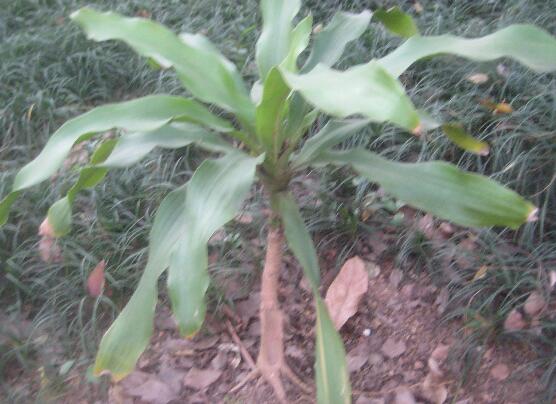 巴西木太高了怎么修剪，巴西木修剪方法图解