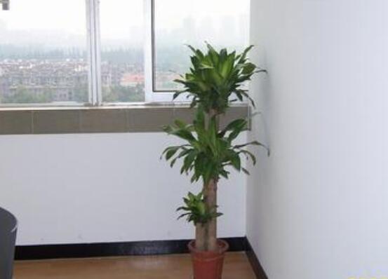 巴西木太高了怎么修剪，巴西木修剪方法图解