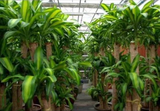 巴西木太高了怎么修剪，巴西木修剪方法图解