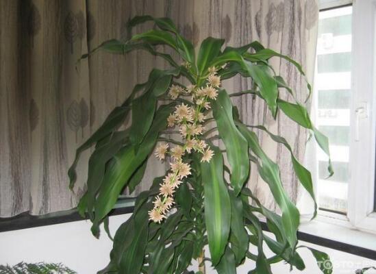 巴西木太高了怎么修剪，巴西木修剪方法图解