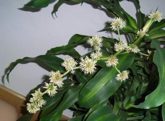 巴西木太高了怎么修剪，巴西木修剪方法图解