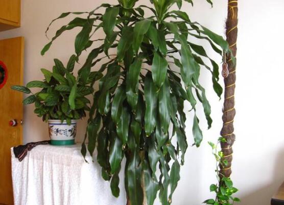 巴西木太高了怎么修剪，巴西木修剪方法图解