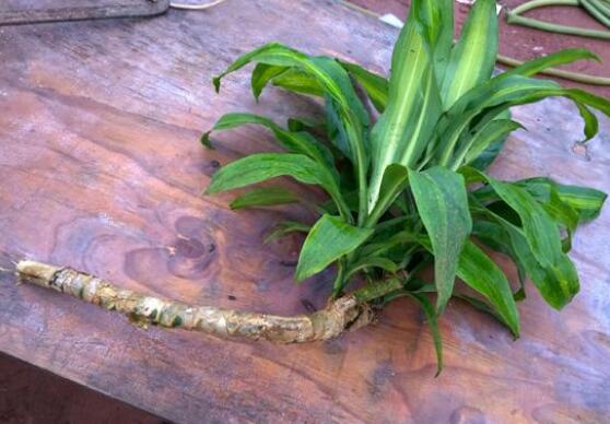 巴西木太高了怎么修剪，巴西木修剪方法图解