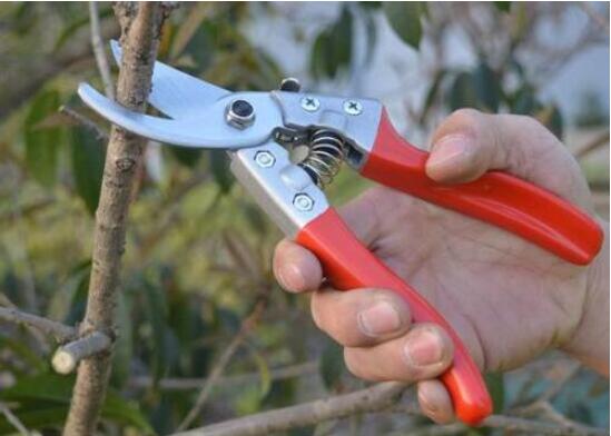 巴西木太高了怎么修剪，巴西木修剪方法图解