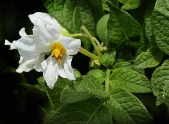 阳台土豆的种植方法，4个步骤让土豆又大又圆