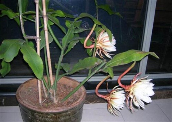 家里养昙花风水好吗，风水极好/昙花开花可带来好运