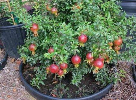 百香果种子怎么种植，四个步骤教你种植百香果