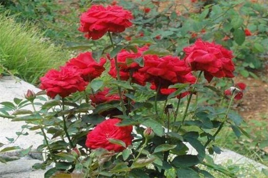 月季花可以浇茶叶水吗，不可以(附带养殖方法)