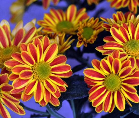 菊花什么时候开花季节，菊花品种和开花时间大全