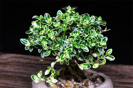 六月雪叶子一碰就掉怎么回事，4种方法让六月雪枝繁叶茂