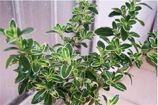 六月雪叶子一碰就掉怎么回事，4种方法让六月雪枝繁叶茂