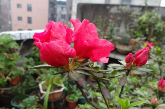 杜鹃花枯萎了怎么救活，四个技巧让其满血复活