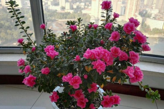 杜鹃花枯萎了怎么救活，四个技巧让其满血复活