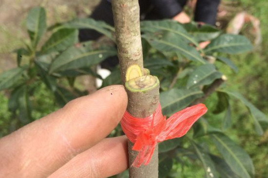 杨梅树什么时候嫁接，杨梅树嫁接方法