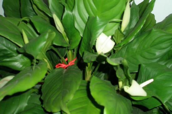 万年青开花好吗，万年青开花预兆什么