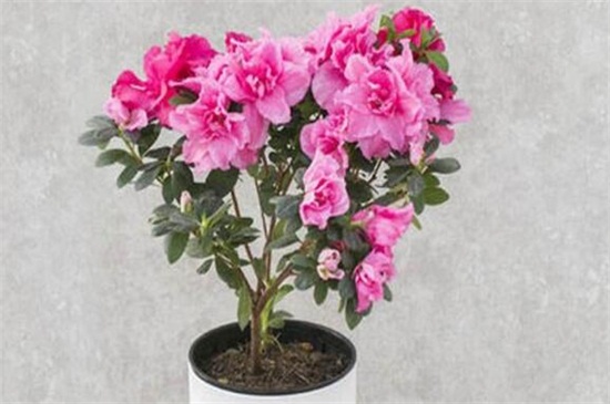 杜鹃花怎么养