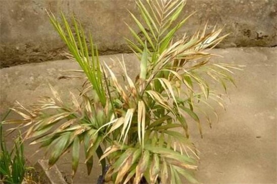 凤尾竹叶子尖变焦咋办，四个方法让叶子不再变焦