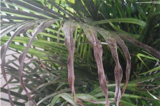 凤尾竹叶子尖变焦咋办，四个方法让叶子不再变焦