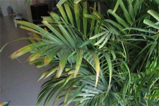 凤尾竹叶子尖变焦咋办，四个方法让叶子不再变焦
