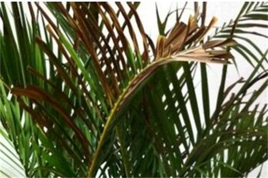 凤尾竹叶子尖变焦咋办，四个方法让叶子不再变焦