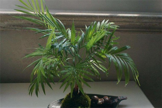 凤尾竹叶子尖变焦咋办，四个方法让叶子不再变焦
