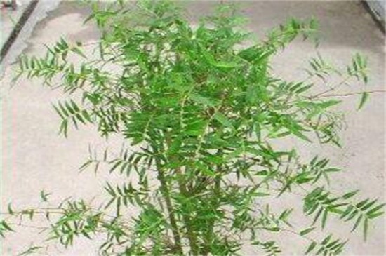 凤尾竹叶子尖变焦咋办，四个方法让叶子不再变焦