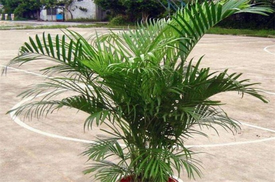 凤尾竹叶子尖变焦咋办，四个方法让叶子不再变焦