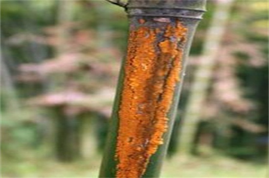 凤尾竹叶子尖变焦咋办，四个方法让叶子不再变焦