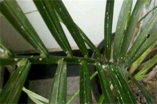 凤尾竹叶子尖变焦咋办，四个方法让叶子不再变焦