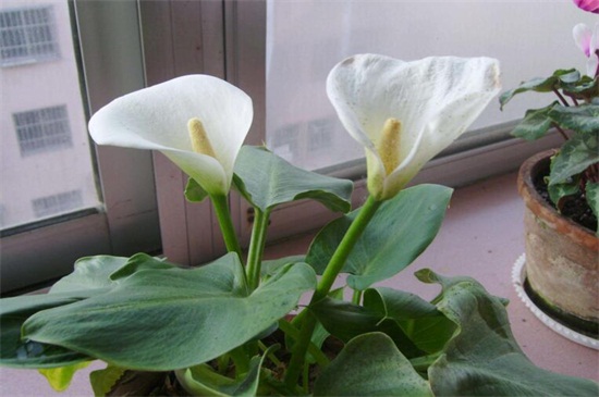 马蹄莲水养方法，4个步骤可让植株花开爆盆