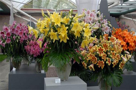香水百合花谢了怎么办，减少浇水/修枝管理促进植株生长