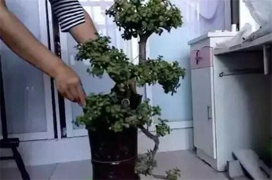 养了40年的金枝玉叶怎么修剪，6个步骤剪出美丽的金枝玉叶