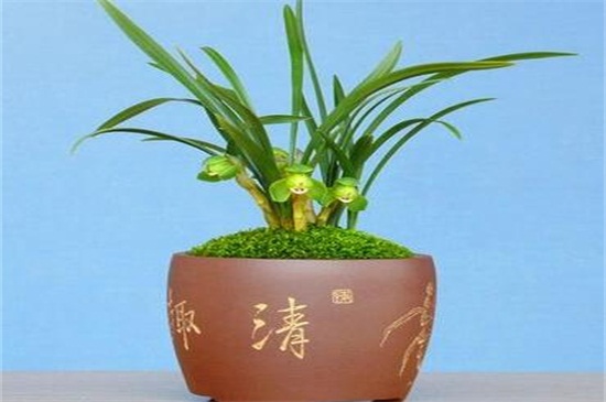种剑兰用什么盆最好，紫砂盆或瓷釉盆最合适