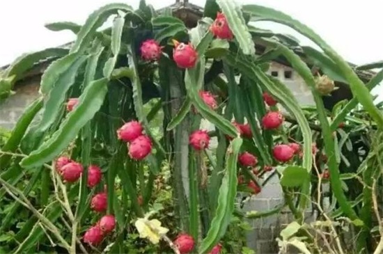 种火龙果影响风水吗，可以化煞生旺/驱邪避祸/兴旺家运