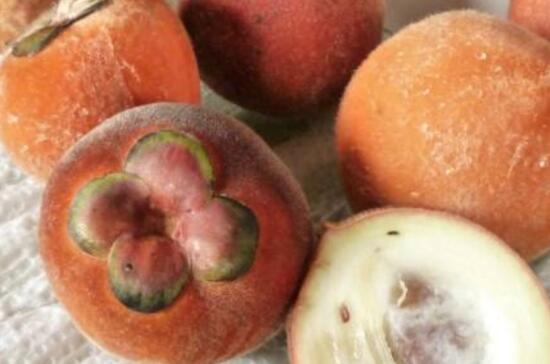 柳树传播种子的方式，柳絮随风飞扬传播