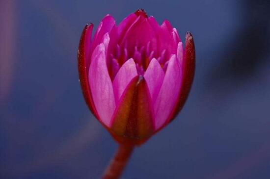 睡莲插花怎么养，手把手教会养殖睡莲插花