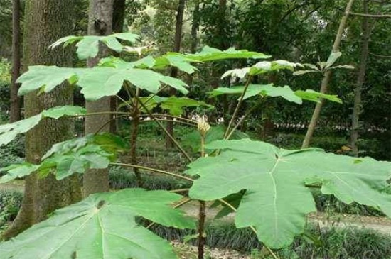 通脱木是什么植物，是常绿灌木或小乔木