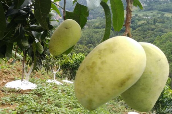 芒果怎么种植