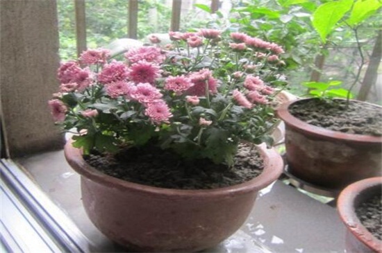 翠菊种子怎么种植