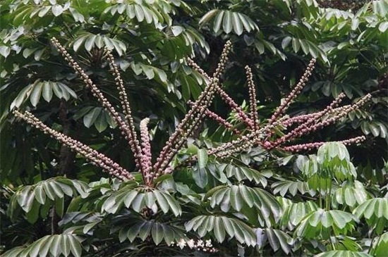 鸭脚木修剪方法视频，五个步骤教你修剪